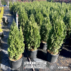 October 2025 7g Degroots Spire Arborvitae Website